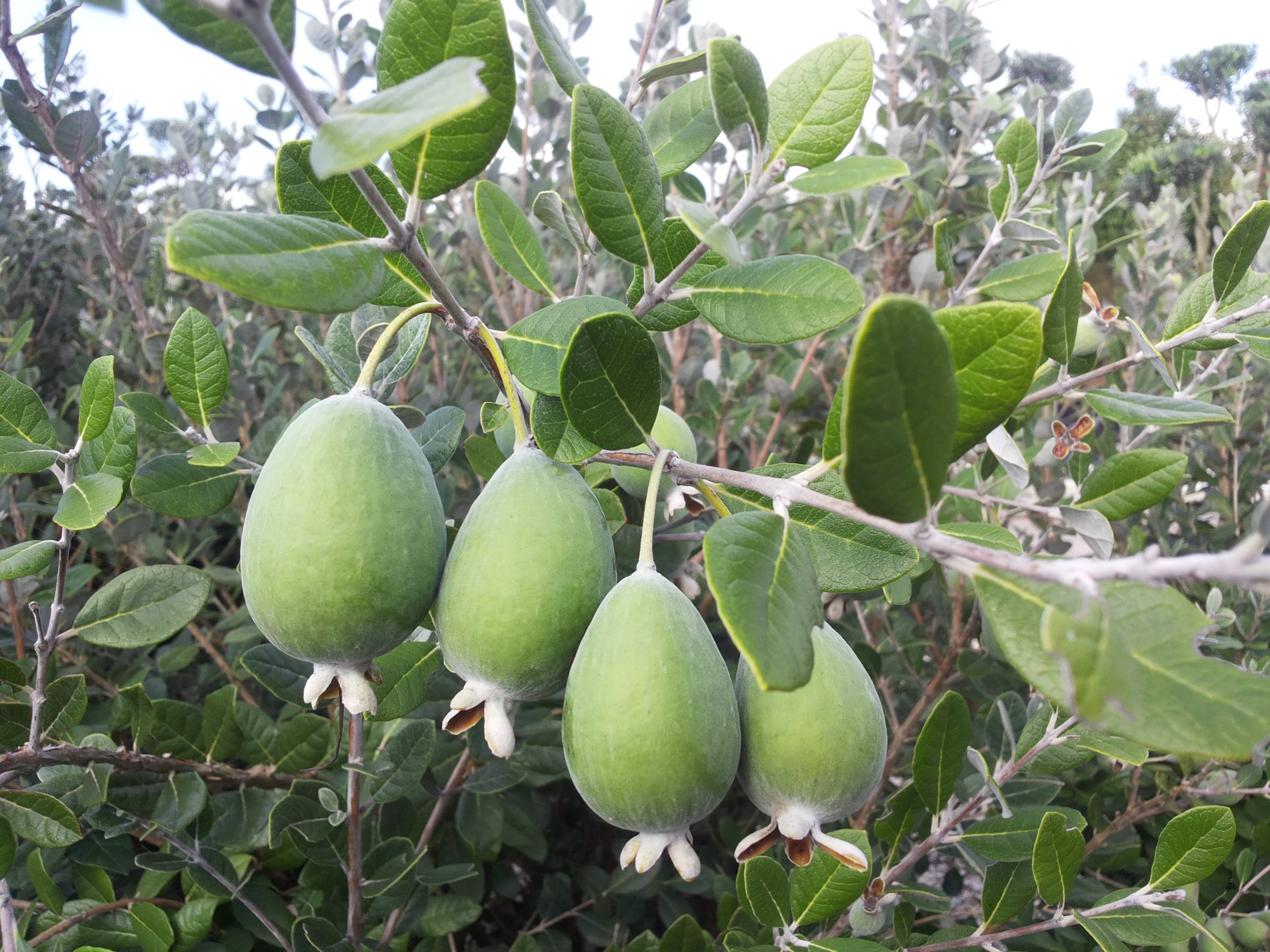 Arbre Feijoa Sellowiana Arbre Feijoa Sellowiana